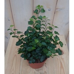 3 stuks! Hedera klimop groen - Warentuin Natuurlijk