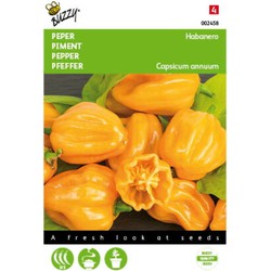 5 stuks - Peper Habanero oranje Tuinplus - Buzzy