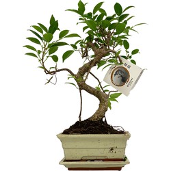 ZynesFlora - Bonsai Boom in Keramiek S-Vormig - Kamerplant in pot - Ø 15 cm - Hoogte: 30-35 cm - Kamerplant