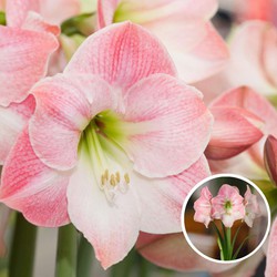 Hippeastrum - Set van 2 - Roze met witte Amaryllis Bloembollen