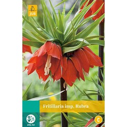 3 stuks - Fritillaria imp. Rubra 1 bollen