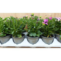 Spaanse Margriet Osteopermum 10 potjes in tray kleuren verschillend