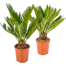 2x Cycas Revoluta – Vredespalm – Palm – Onderhoudsvriendelijk -  ⌀12 cm - ↕30-40 cm
