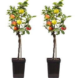 Appelboom 'Trio' - Set van 2 - Malus - Pot 17cm - Hoogte 60-70cm