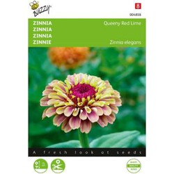 Zaden zinnia queeny red lime 25 zaden