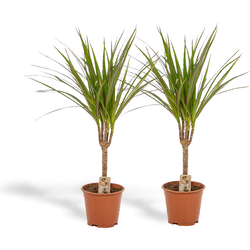 Hello Plants Dracaena Marginata Drakenbloedboom - 2 Stuks - Ø 14 cm Pot - Hoogte: 60 cm