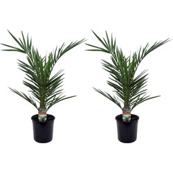 Phoenix Canariensis - Set van 2 - Dadelpalm - Pot 15cm - Hoogte 50-60cm