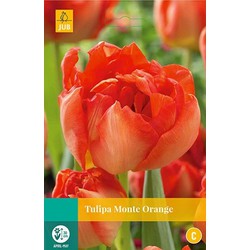 3 stuks - Tulipa Monte Orange 5 bollen