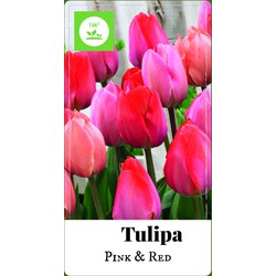 2 stuks Tulipa Triumph roze/rood 80 bollen