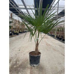 Trachycarpus Fortunei 10 liter pot