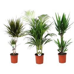 Binnenpalmen XL - Set van 3 - Palmen - Pot 17cm - Hoogte 70-90cm