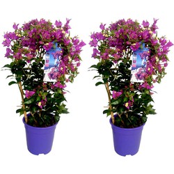 Bougainvillea 'Alexandra' - Set van 2 - Klimplant - Pot 17cm - Hoogte 50-60cm