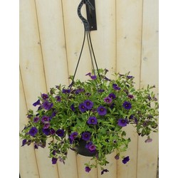 5 stuks - Petunia Million Bells paars