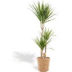 Hello Plants XL Dracaena Marginata Drakenbloedboom in Mand - Ø 21 cm - Hoogte: 120 cm - Palm Kamerpalm