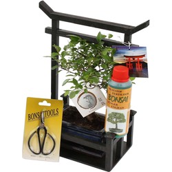 Bonsai Starterkit - Bonsai, schaartje, voeding, torri - Breed 15cm - Hoogte 35cm