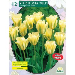 2 stuks - Tulipa Spring Green, Viridiflora per 12