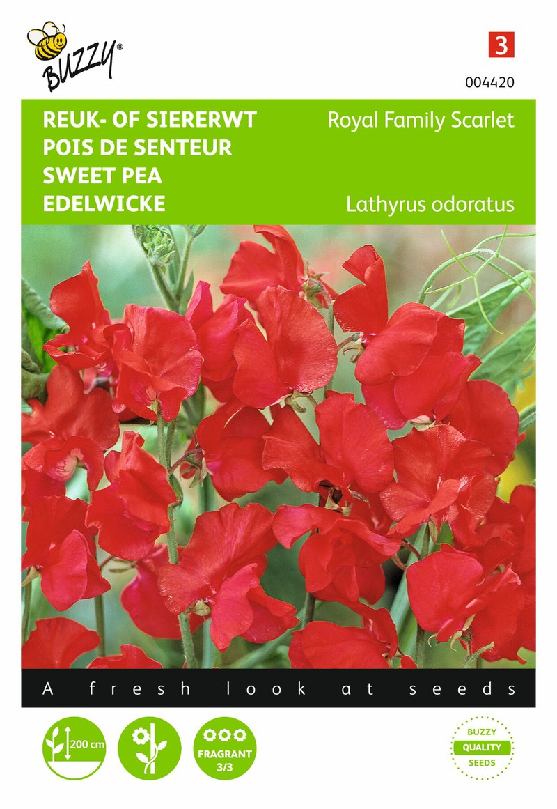 2 stuks - Lathyrus odoratus Royal Family Rood - Buzzy - 