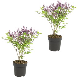 Sering Paars | Syringa 'Bloomerang Dark Purple'® 2 stuks - Buitenplant ⌀13 cm -  ↕25-30 cm