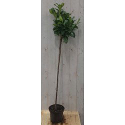 Prunus Rotundifolia op 70 cm stam