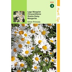 2 stuks - Chrysanthemum Max.Nanum Silver Princess - Hortitops
