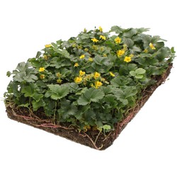 Plantenmat vasteplanten Waldsteinia Goudaardbei prijs per 1m2 cm Covergreen - Covergreen