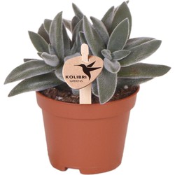 Kolibri Greens | Groene plant - Succulent Tarantula - groene kamerplant - vers van de kweker - Ø6cm