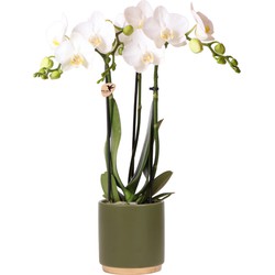 Kolibri Orchids | Witte Phalaenopsis orchidee – Amabilis + Gold foot sierpot groen – potmaat Ø9cm – 40cm hoog | bloeiende kamerplant in bloempot - vers van de kweker