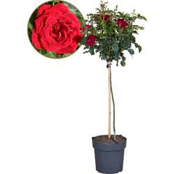Rode stamrozen - Rosa palace ‘Pride' - Hoogte 80-100cm - ⌀19cm