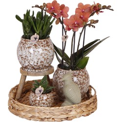 Kolibri Company | Gift set Untamed Nature | Plantenset met rode Phalaenopsis Orchidee en Succulenten incl. keramieken sierpotten