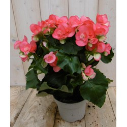 Kamerplant Begonia dubbelbloemig roze - Warentuin Natuurlijk