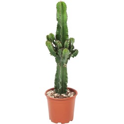 Euphorbia Ingens - Cowboy Cactus - Pot 17cm - Hoogte 50-60cm