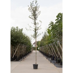 Steeneik Quercus ilex h 225 cm st. omtrek 5 cm st. h 170 cm - Warentuin Natuurlijk