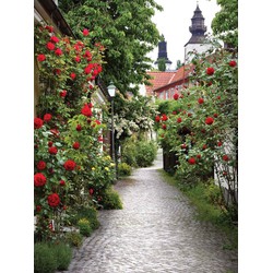 Alley roses 50x70cm Tuinschilderij