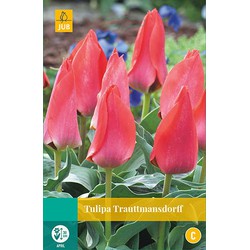 Tulipa Trauttmansdorff, 5 bloembollen