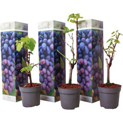 Druivenplanten - Set van 3 - Vitis Vinifera - Blauw - Pot 9cm - Hoogte 25-40cm