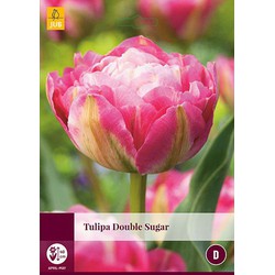 3 stuks - Tulipa Double Sugar 4 bollen