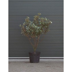 Olijfwilg meerstammig Elaeagnus ebbingei h 187,5 cm