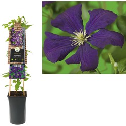 3 stuks - Klimplant Clematis vit. Etoile Violette 75 cm