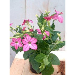 3 stuks! Siertabak eenjarig roze