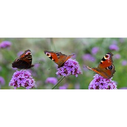 Gartenposter Schmetterlinge 110x45cm Teun Gartenposter - All Seasons Posters