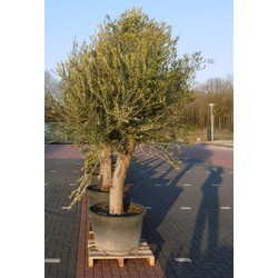 Olijfboom Olea stamhoogte 85 cm en boomhoogte 260 cm XXL