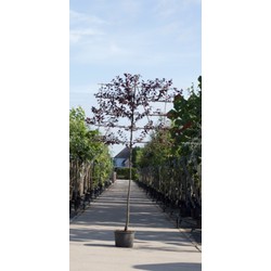 Sierpruim als leiboom Prunus cerasifera Nigra h 300 cm st. omtrek 6  cm st. h 180 cm - Warentuin Natuurlijk