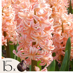 Hyacintenbollen - Set van 15 - Hyacinthus 'Gipsy Queen' - Bloembollen - Oranje