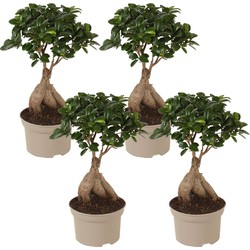 Ficus Ginseng - Japanse Bonsai - Set van 4 - Pot 12cm - Hoogte 30-40cm