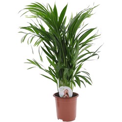 Dypsis Lutescens - Areca - Goudpalm - Kamerplant - Pot 17cm - Hoogte 60-70cm