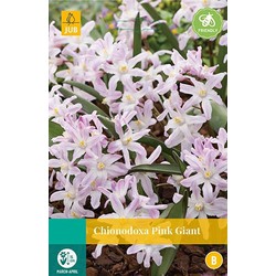 5 stuks - Chionodoxa Pink Giant 12 bollen