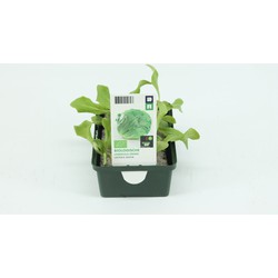 Sla, IJsbergsla Groen
