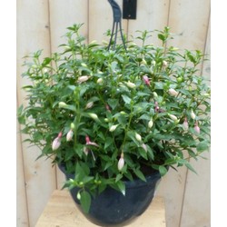 Fuchsia in hangpot lichtroze