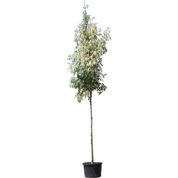 Bonte vederesdoorn hoogstam Acer neg, Flamingo 350 cm