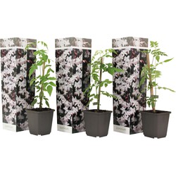 Jasminoides Officinale - Set van 3 - Wit - Jasmijn - Pot 9cm - Hoogte 25-40cm